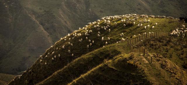 image of sheep herd on hill country
