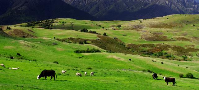 image of cattle and sheep