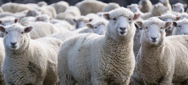 image of mob of sheep close up