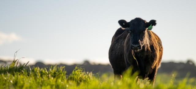 image of single cow grazing
