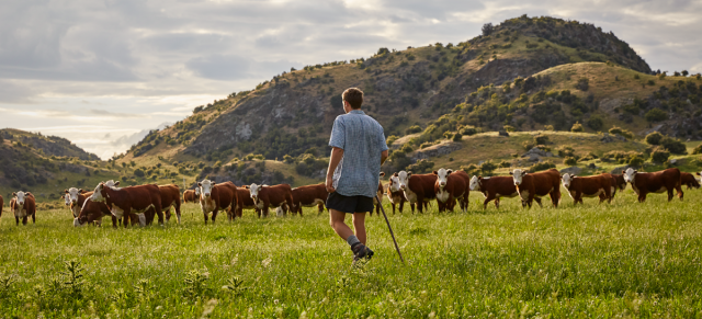 image of farmer in front of hereford herd