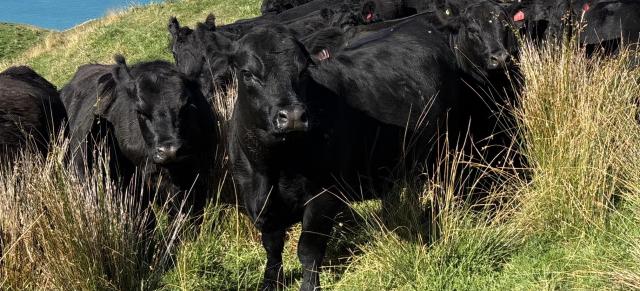 image of cattle beasts