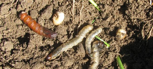 image of worms and pests in soil