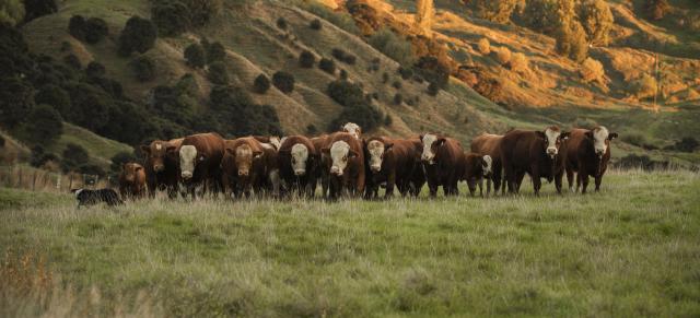 image of Simmentals cattle
