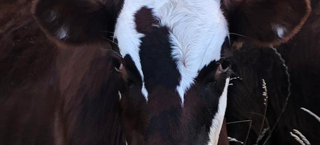 image of Dairy cow close up