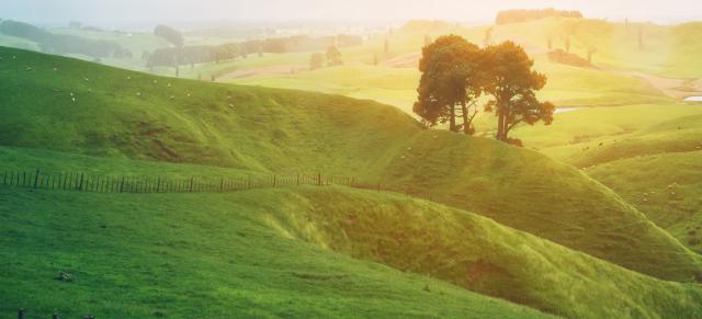 image of NZ farm in sunlight