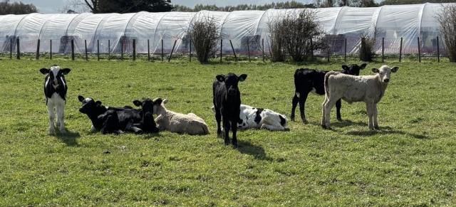 image of dairy beef calves