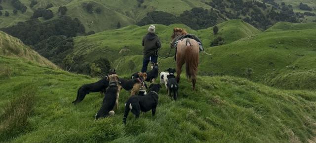 image of man and horse and dogs in hill country