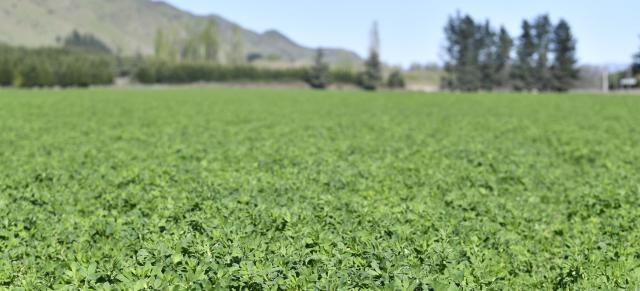 image of lucerne field