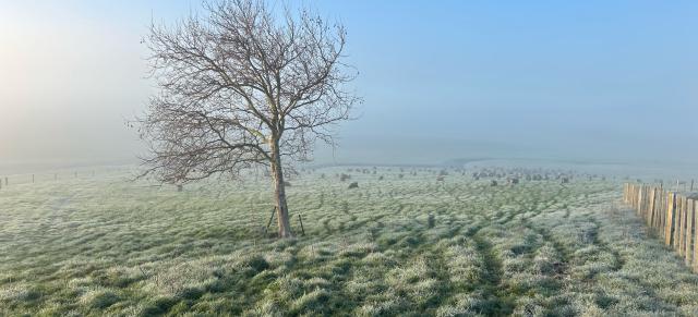 image of frost on pasture