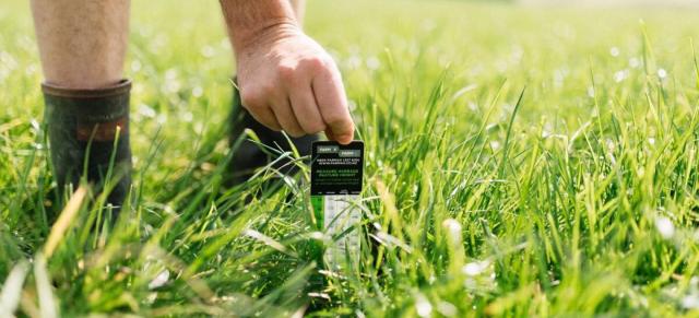 image of farmer measuring pasture growth using yard stick