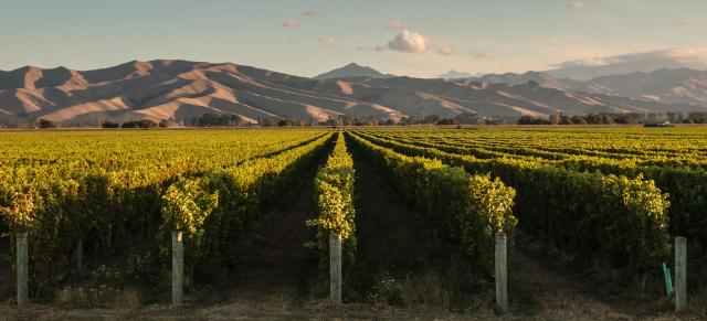 image of vineyard infront of mountains