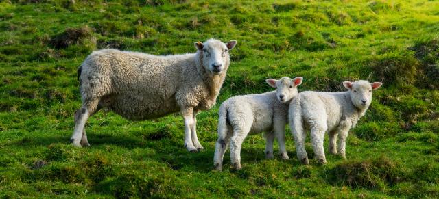 image of ew and lambs
