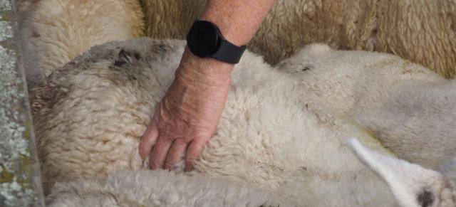 image of a hand body condition scoring a sheep