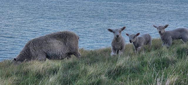 ewe triplets