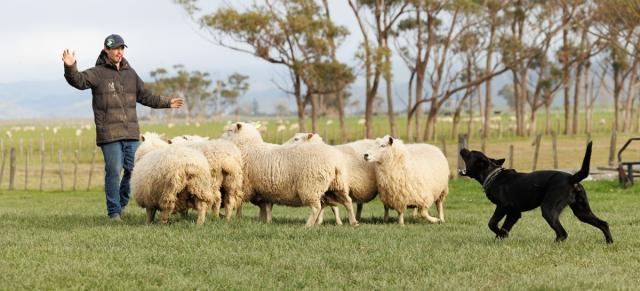 Shepherd