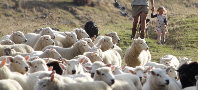 man with girl herding sheep