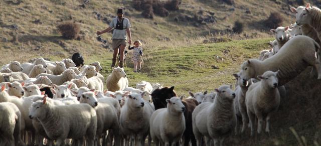 image of man with young girl herding sheep