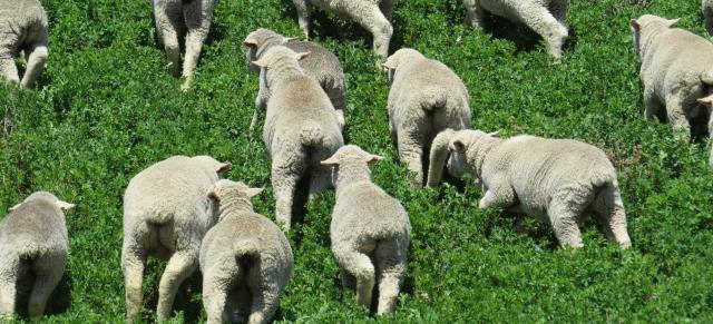 Merino lambs feeding on lucerne