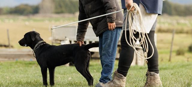 Shepherd field day