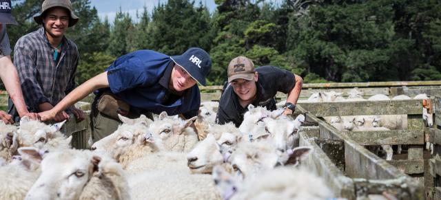 image of cadets working in sheep yard