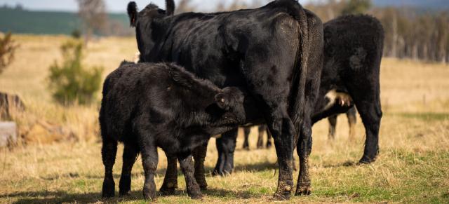 image of angus cow and calf