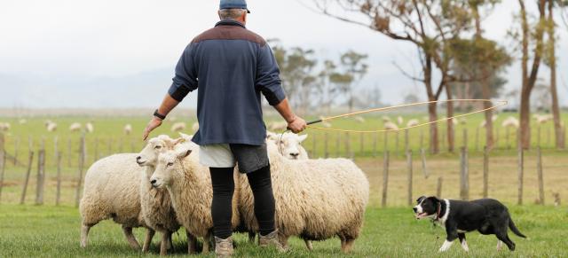 image of Shepherd and sheep