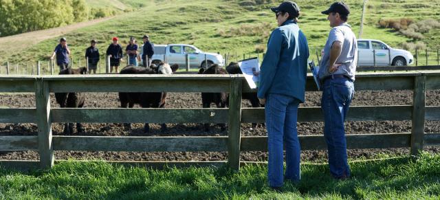 image of two people assessing cattle in yard