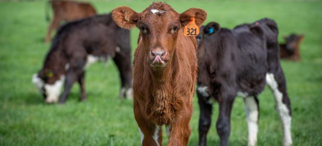 image of calve up close in paddock