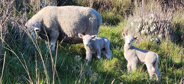 image of ewe and lambs in grassy area