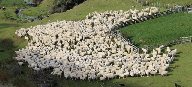 image of flock of sheep being moved by dog