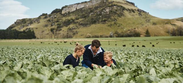 family in forage crops