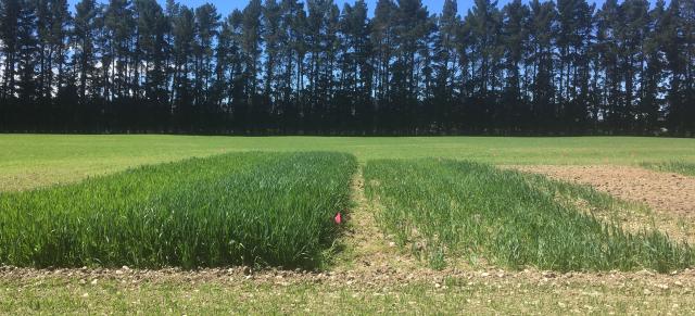 image of catch crop trial in Mossburn