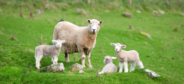 image of ewe and three lambs
