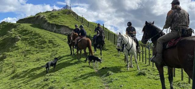 image of team on horses