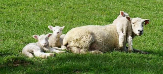 image of triplet lambs with mother