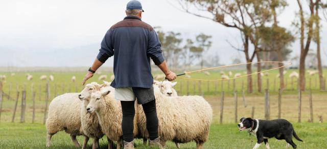 image of shepherd with sheep and a dog in action