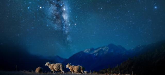 image of lambs under evening starry sky
