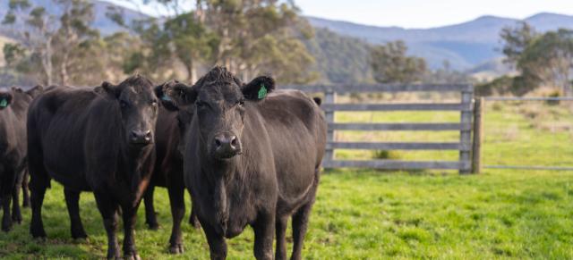 image of black angus cows infront of wooden gate