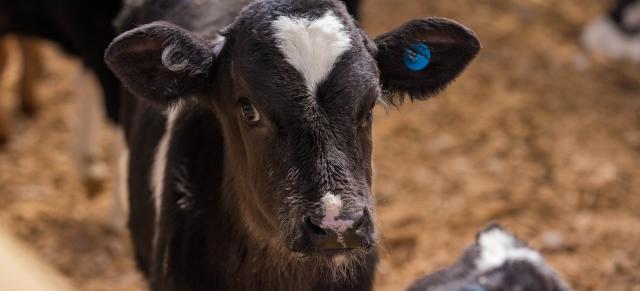 image of dairy calf up close 
