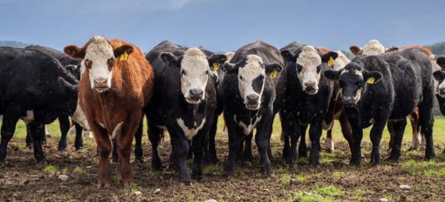 image of cattle lined up