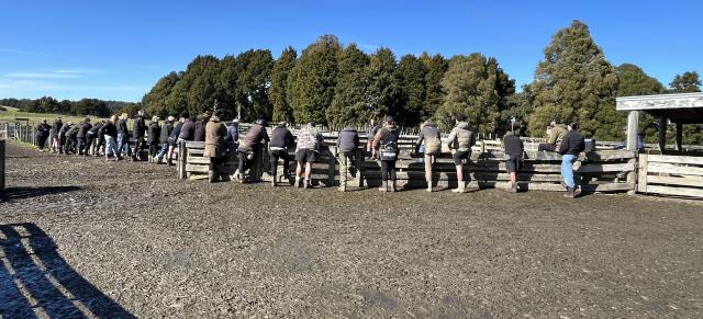 image of shepherds at training day