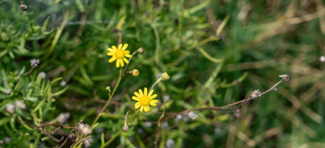 image of Madagascar ragwort 