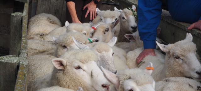 Image of people body condition scoring sheep in yard