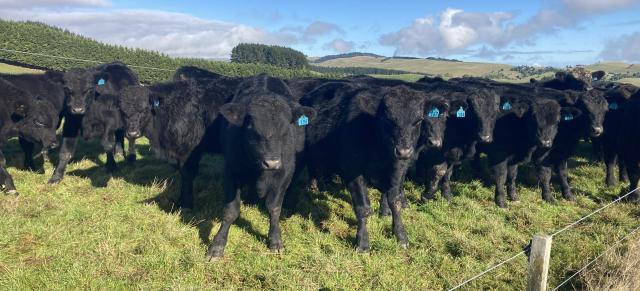 image of angus herd