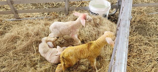 image of newborn lambs indoors