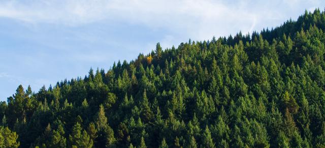 image of pine tree forest