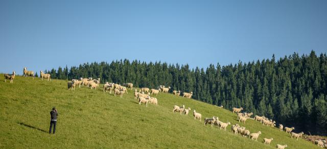 image of farmer overlooking sheep infront of pine trees