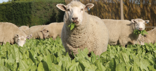 sheep eating forages