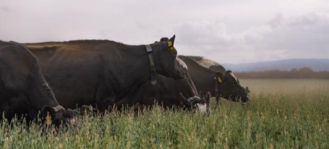 Image of black angus cows in long grass